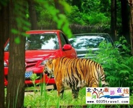 [秦皇島] 秦皇島野生動物園景點門票優(yōu)惠88元起團，一人也成團，團隊更優(yōu)惠，咨詢電話0335-3522599: